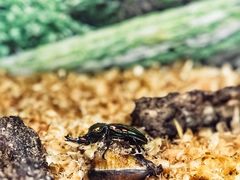 -上海大自然野生昆虫馆(东方明珠·爬宠昆虫探索中心)