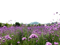 -光明小镇欢乐田园
