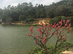 -南国桃园旅游度假区