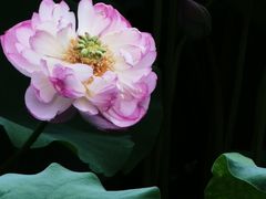 -朝阳公园