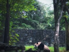 -都江堰中华大熊猫苑
