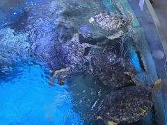 -烟台海昌鲸鲨海洋公园