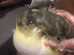 -肆月河豚·新淮扬(金融街店)