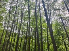 -波尔登森林公园