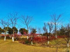 -上海长兴岛郊野公园