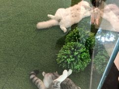 -袖虎·猫馆(体育西路店)
