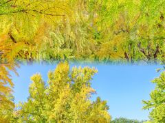 -三里屯东五街银杏大道