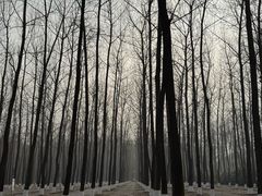 -黄海国家森林公园