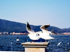 -海埂大坝