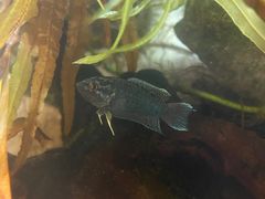 -甜心闲生传统手工冰粉(奎星楼店)