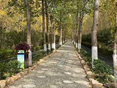 -合肥滨湖国家森林公园