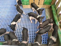 -萌宠亲子动物乐园(槐房万达店)