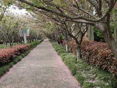 -高东镇樱花园