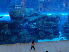 -迪拜水族馆及水下动物园
