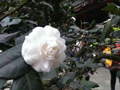 -峨眉山报国寺