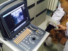 -中农大我爱我爱24h动物医院·中医针灸·猫专科·骨科医疗中心(双井店)