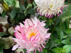 -北京植物园-展览温室