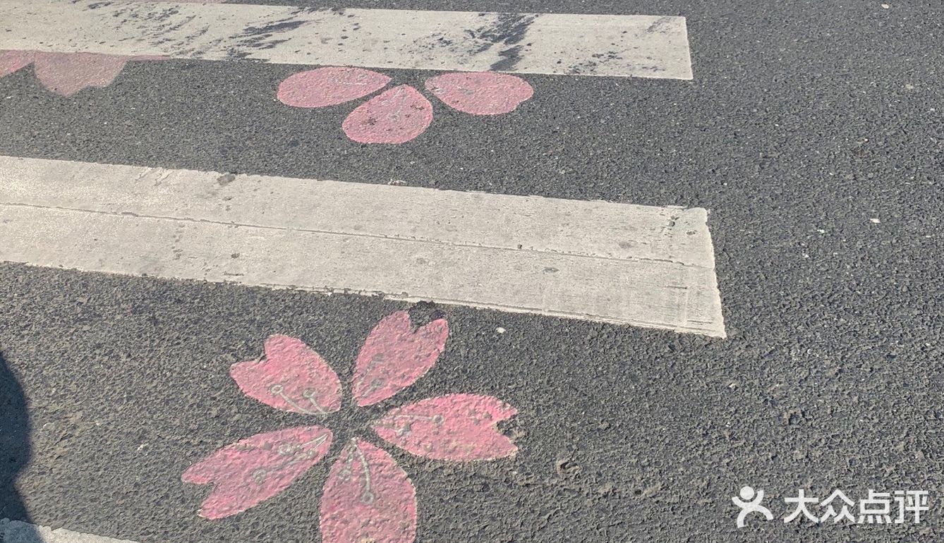 平湖探店｜我在中埭等你，樱花里等你