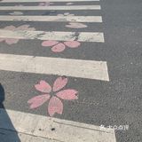 平湖探店｜我在中埭等你，樱花里等你