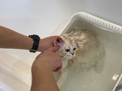 -momokira米努特·德文卷毛猫·棉花面纱犬