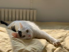 -瑞鹏宠物医院·骨科·猫科·内科(第一中心)
