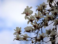 -杭州植物园