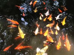 -西湖游船