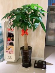 -诗媛嘉美健康管理中心(金桥店)