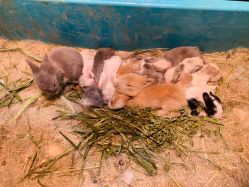 -宝燕乐园(闵行旗舰店)