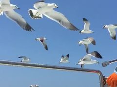 -海驴岛(荣成市)