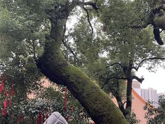 -宝通禅寺