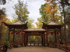 -金塔沙漠胡杨林景区