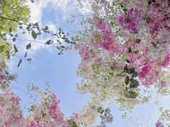 -深圳国际园林花卉博览园