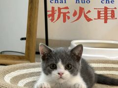 -lincat·猫舍(广州店)