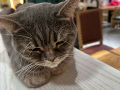 -猫小院猫主题餐厅(南锣旗舰店)