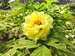 -洛阳市隋唐城遗址植物园