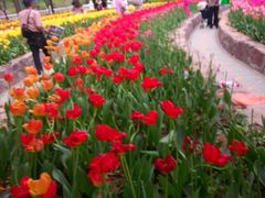 -洛阳郁金香牡丹园