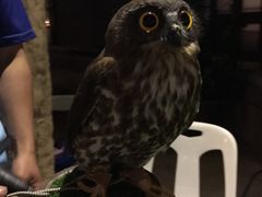 -清迈夜间动物园