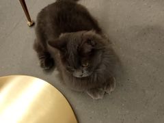 -飞行喵MR PILOT|猫舍·猫咖(静安大融城店)