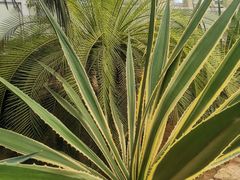 -石家庄市植物园