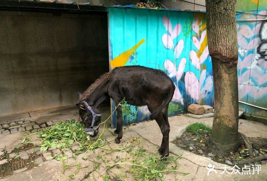 亲子乐园打卡‖佘山茂御开心农场91