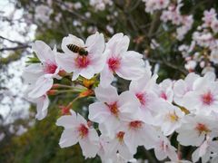 -新虹桥中心花园