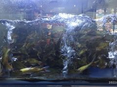 -石锅苗苗鱼(武汉首店)