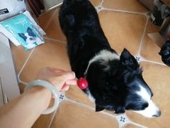 -美联众合宠物医院·爱萌分院·内外科·猫科中心