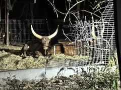 -清迈夜间动物园