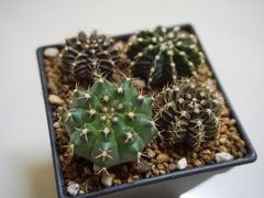 -维乐口腔医院(星海湾分院)