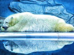 -泉城欧乐堡海洋极地世界