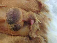 -佳雯宠物医院(四明中路分院)