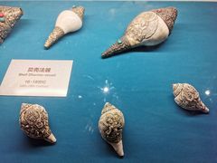 -青岛贝壳博物馆