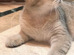 -猫色咖啡·猫咖